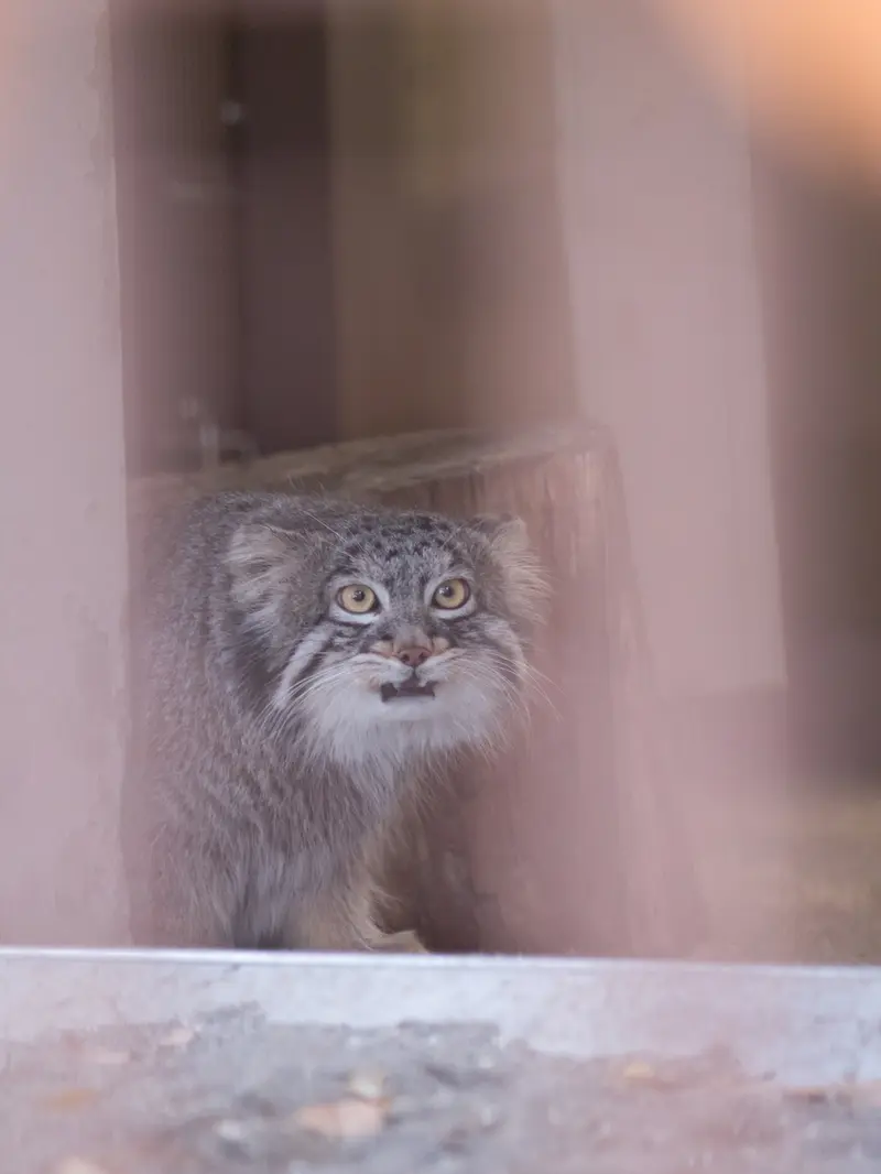 Фотография Фиги в Зоопарке Ногеяме