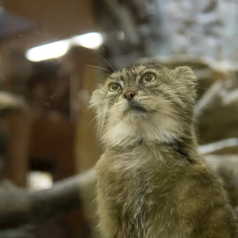 Фотография Примулы в Зоопарке Уено