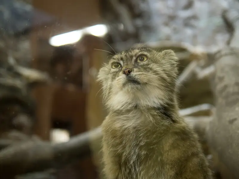 Фотография Примулы в Зоопарке Уено