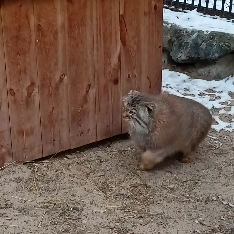 Фотография Габи в Новосибирском Зоопарке