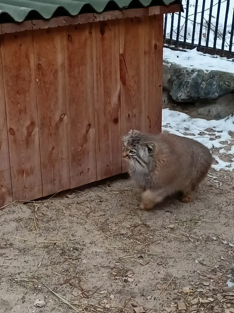 Фотография Габи в Новосибирском Зоопарке