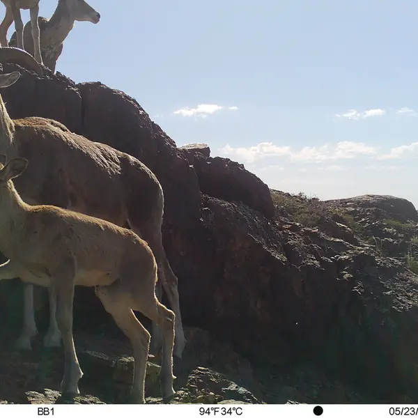 Фотография Аргали с фотоловушки Актас-Кункора