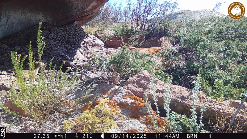 Фотография Горностая с фотоловушки Шубарайгыр [новинка]