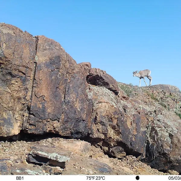 Фотография Аргали с фотоловушки Актас-Кункора