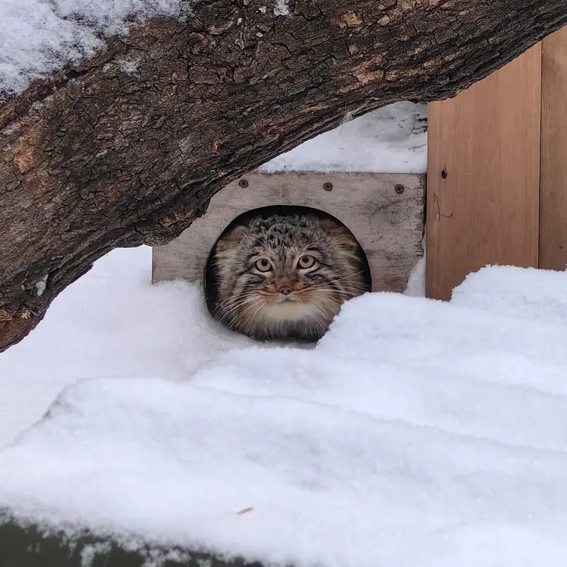 Фотография Сына Снежинки 2025 г.р. Ⅲ в Новосибирском Зоопарке