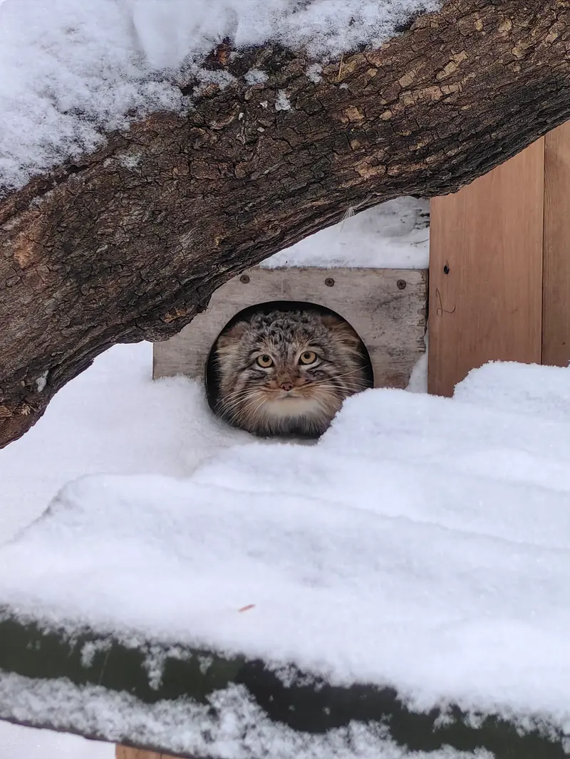 Фотография Сына Снежинки 2025 г.р. Ⅲ в Новосибирском Зоопарке