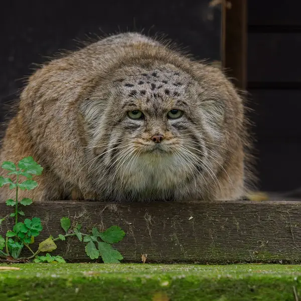 Фотография Музтау в Зоопарке Брно
