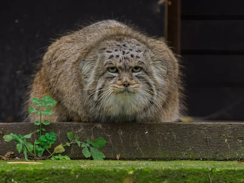 Фотография Музтау в Зоопарке Брно