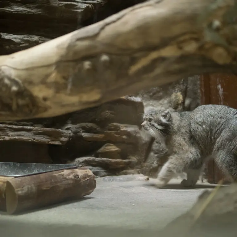 Фотография Клёна в Зоопарке Уено