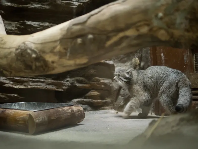 Фотография Клёна в Зоопарке Уено