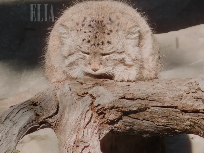 Фотография Олафа в Зоопарке Калгари / Институте Уайлдере