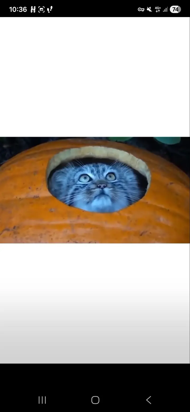 Фотография с манулом