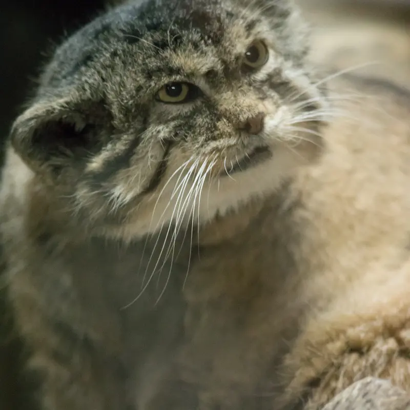 Фотография Примулы в Зоопарке Уено