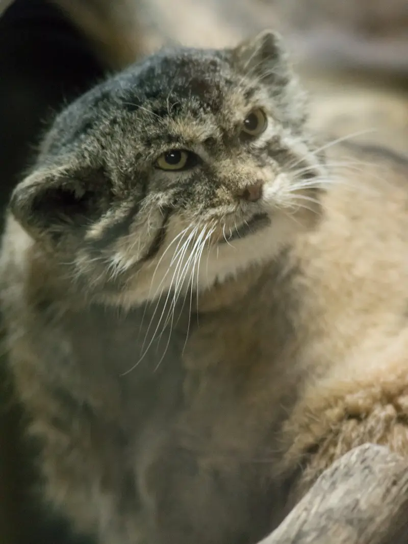 Фотография Примулы в Зоопарке Уено