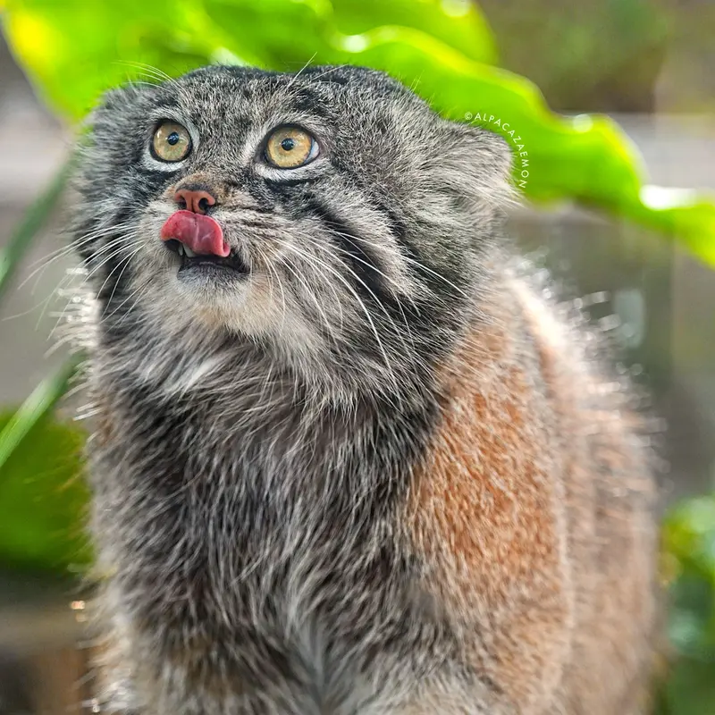 Фотография Нара в Царстве Животных Кобе
