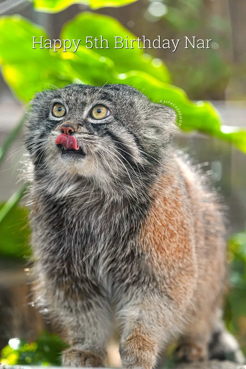 Фотография Нара в Царстве Животных Кобе