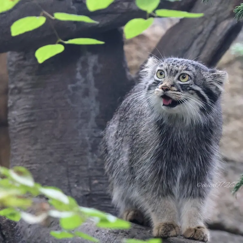 Фотография Абрикос в Царстве Животных Насу