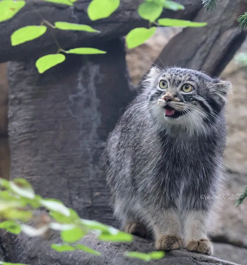 Фотография Абрикос в Царстве Животных Насу