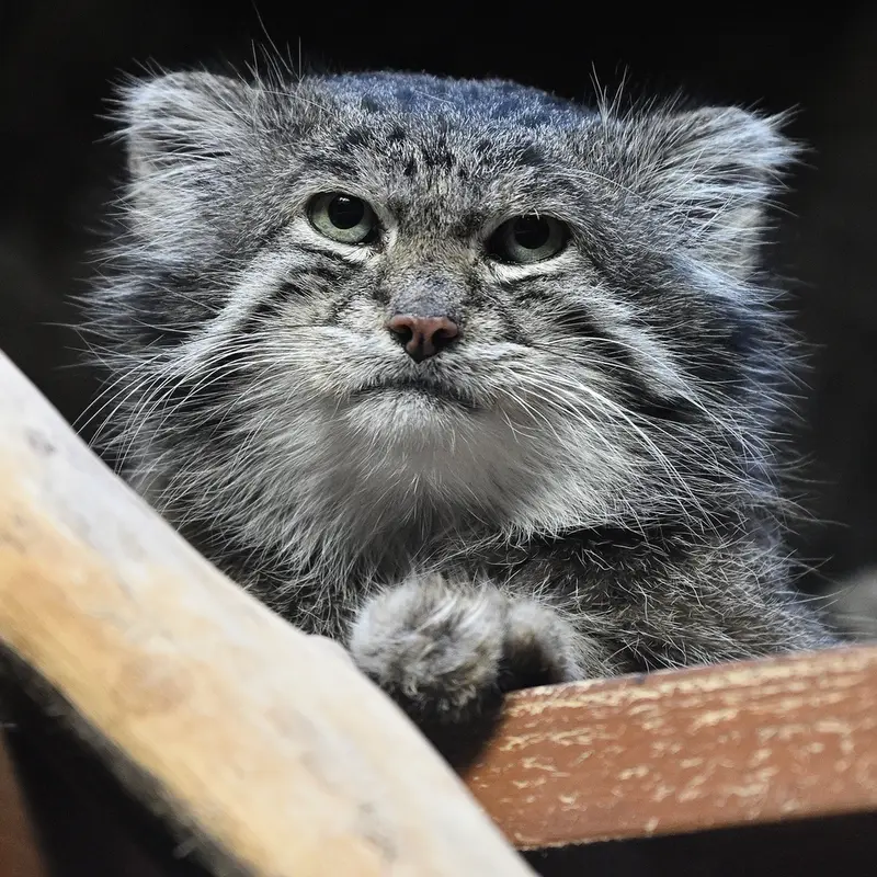 Фотография Клёна в Зоопарке Уено