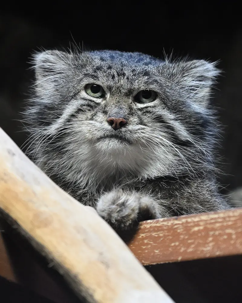 Фотография Клёна в Зоопарке Уено