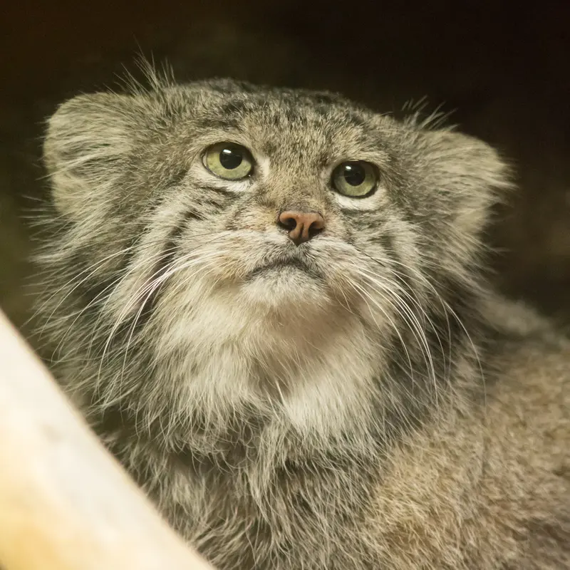Фотография Клёна в Зоопарке Уено