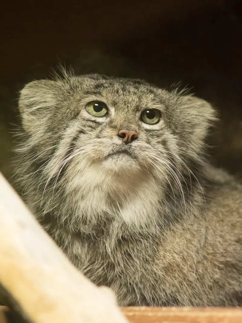 Фотография Клёна в Зоопарке Уено