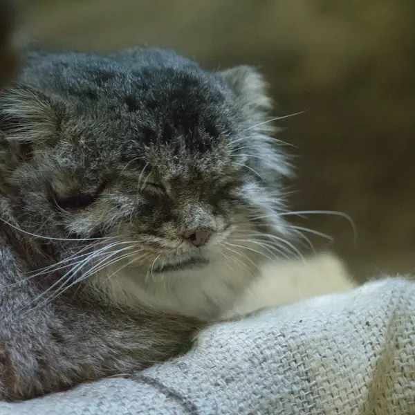 Фотография Примулы в Зоопарке Уено