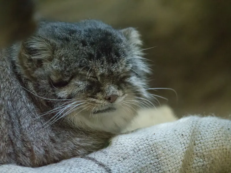 Фотография Примулы в Зоопарке Уено