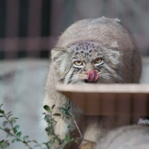 Фотография Хидэ в Зоопарке и ботаническом саде Хигашияма