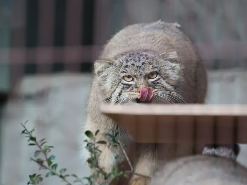 Фотография Хидэ в Зоопарке и ботаническом саде Хигашияма