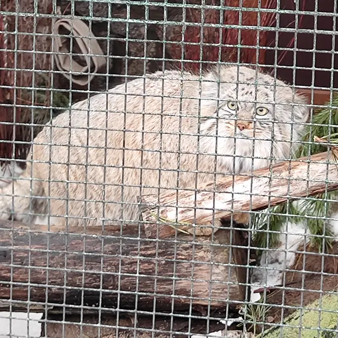 Фотография Шу в Ленинградском Зоопарке