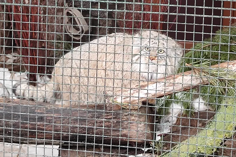 Фотография Шу в Ленинградском Зоопарке