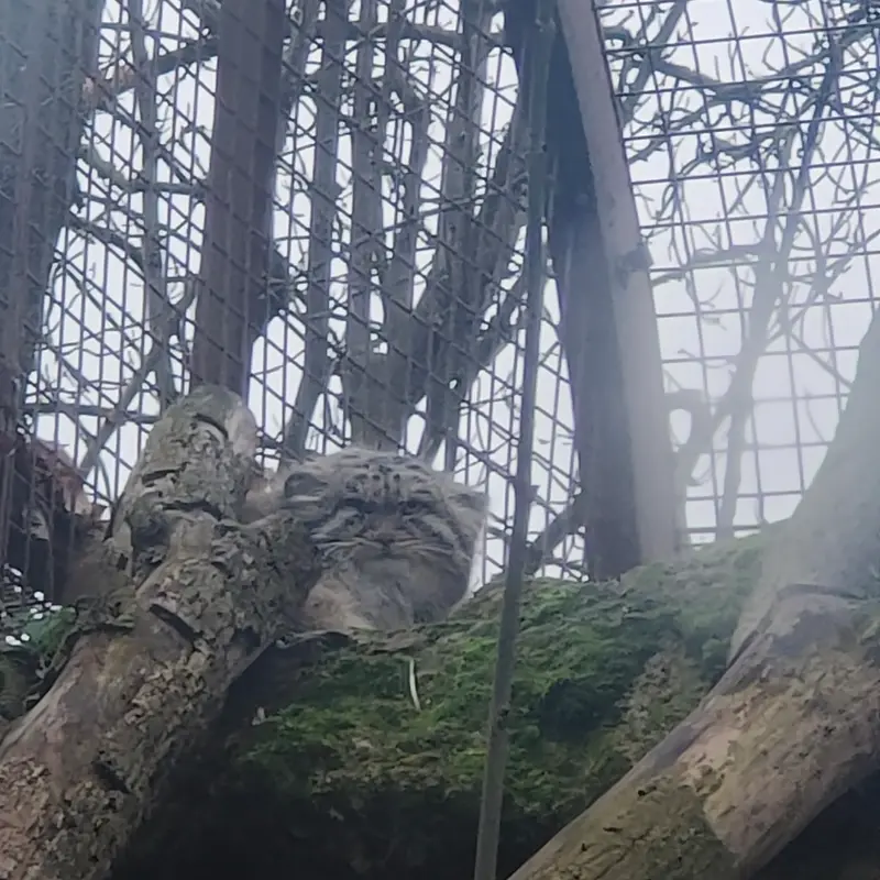 Фотография Колли-Олли в Зверинце ботанического сада