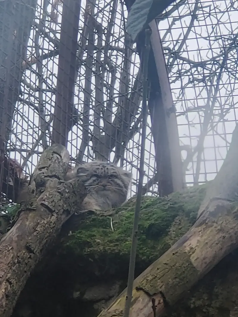 Фотография Колли-Олли в Зверинце ботанического сада