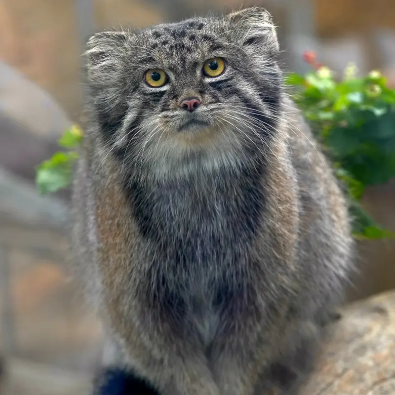 Фотография Нара в Царстве Животных Кобе