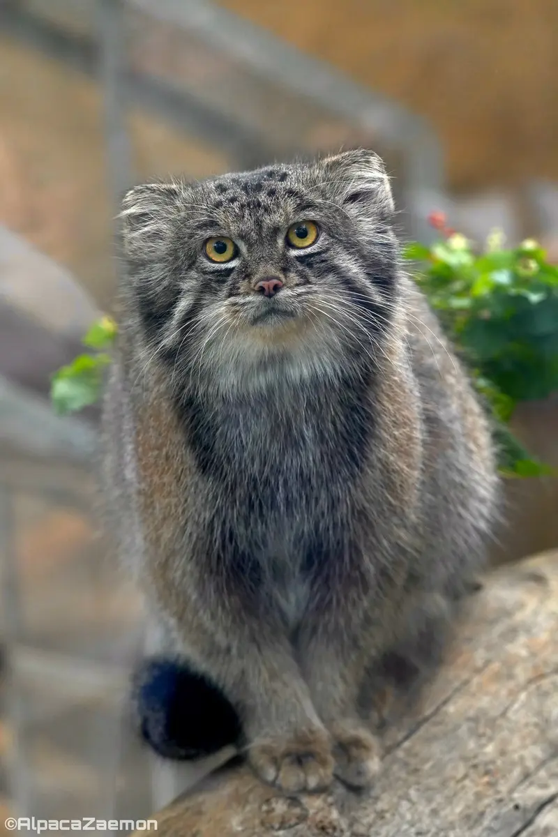 Фотография Нара в Царстве Животных Кобе