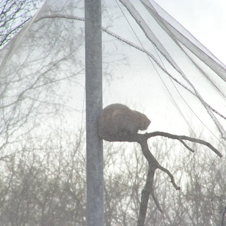 Фотография Бат-Эрдэнэ в Лэйклэнде Вайлдлайф Оазисе