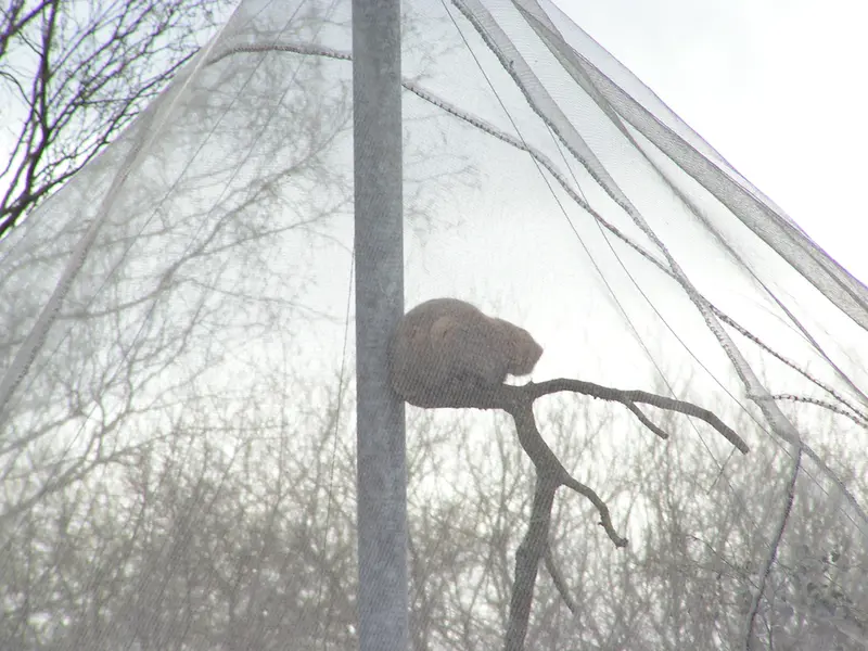 Фотография Бат-Эрдэнэ в Лэйклэнде Вайлдлайф Оазисе