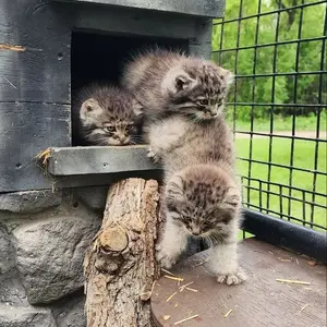 Фотография с манулом