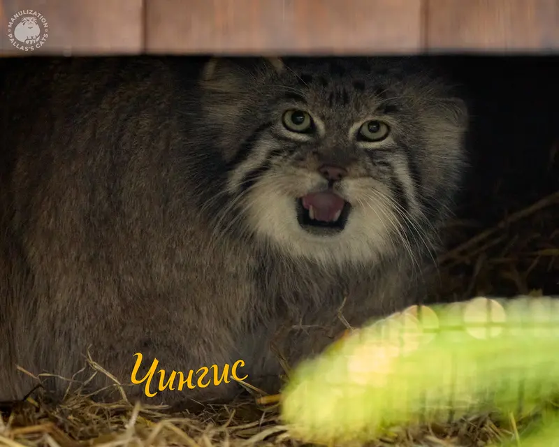 Фотография с манулом