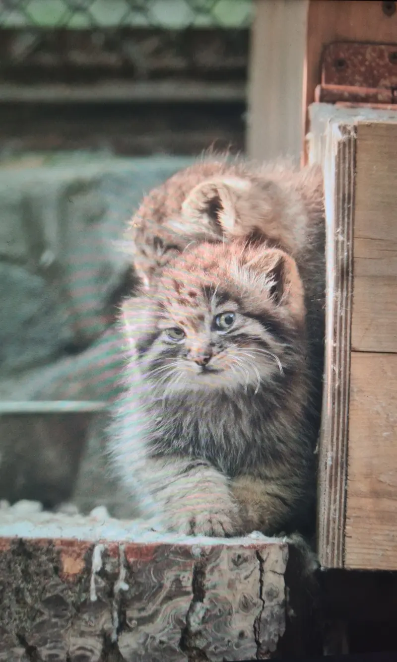 Фотография с манулом