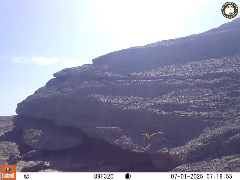 Фотография Заяца с фотоловушки Бектауата 1