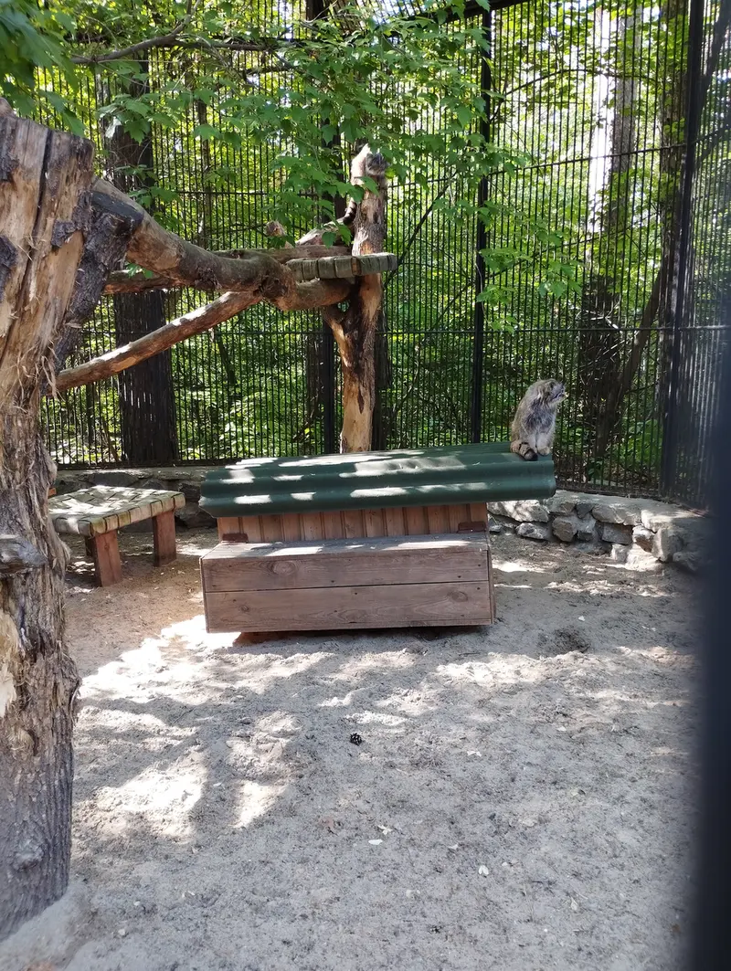 Фотография с манулом в Новосибирском Зоопарке