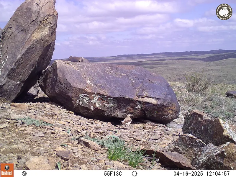 Фотография с манулом с фотоловушки Кошкар