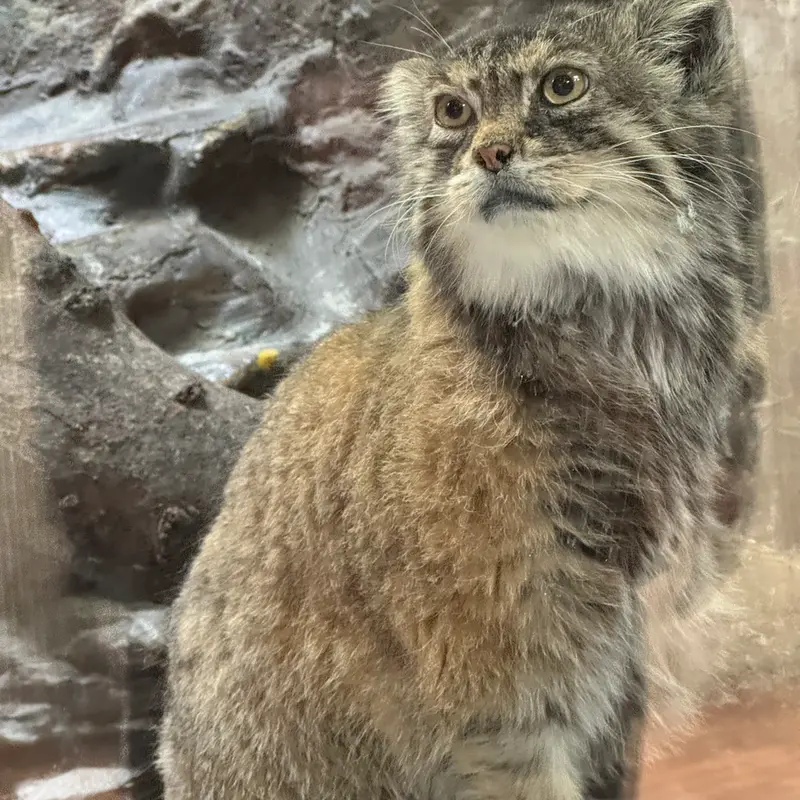 Фотография Примулы в Зоопарке Уено