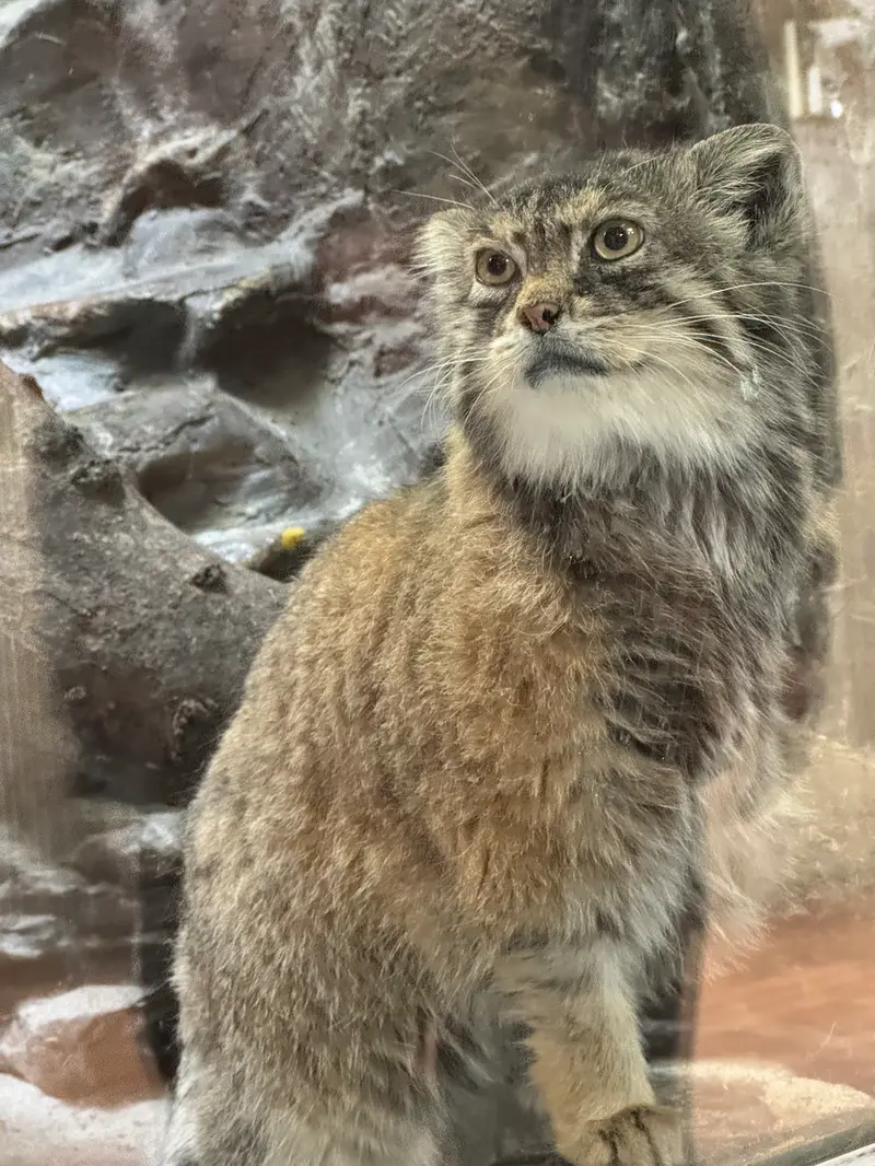 Фотография Примулы в Зоопарке Уено