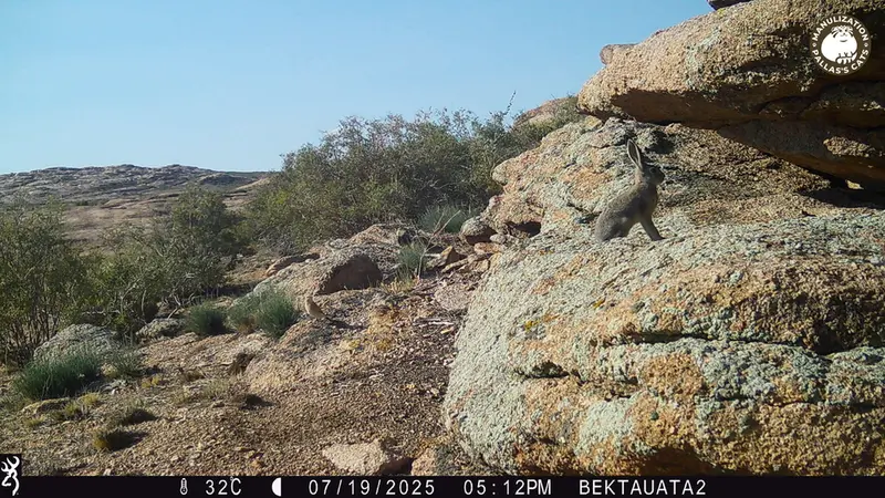 Фотография с манулом с фотоловушки Бектауата 2