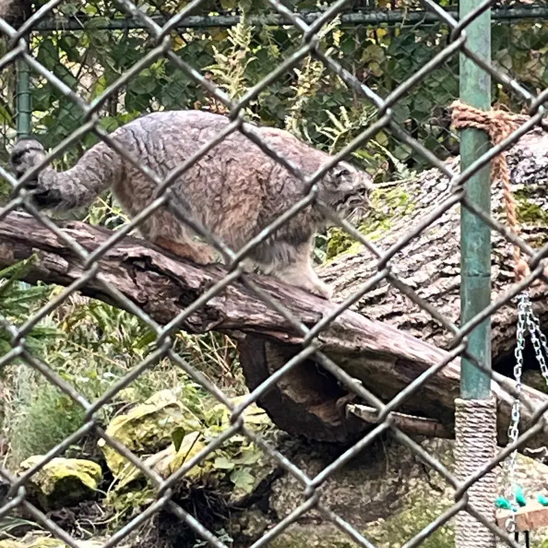 Фотография с манулом