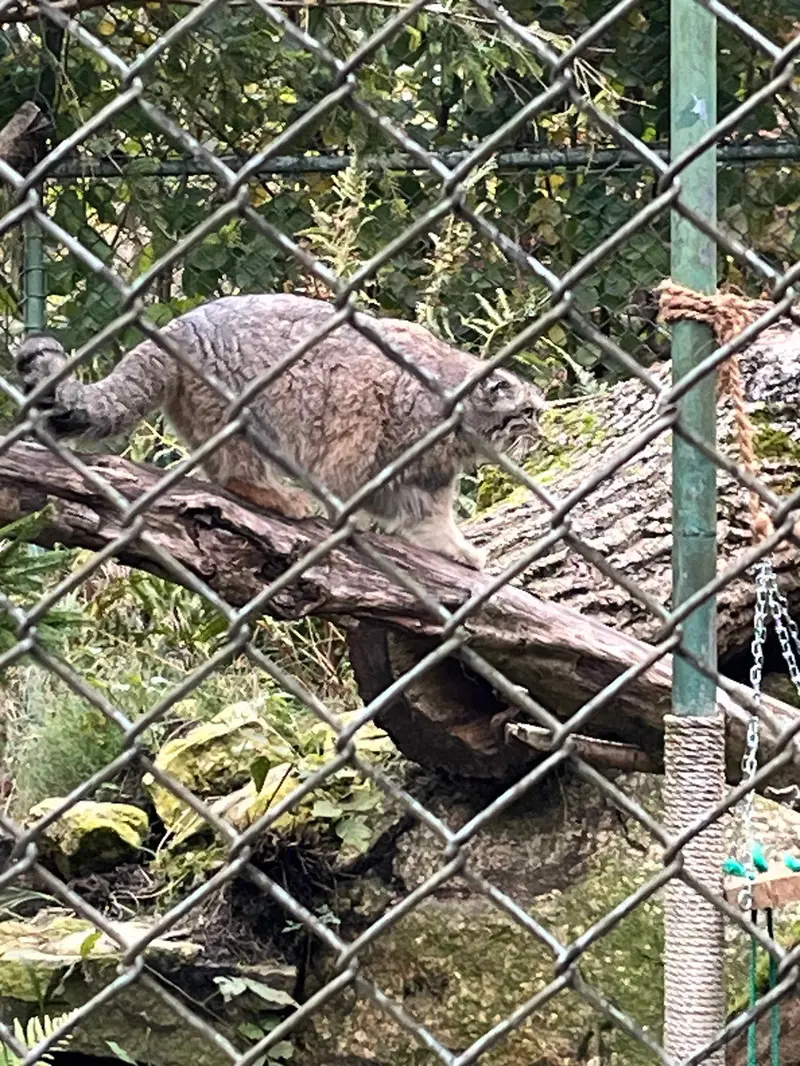 Фотография с манулом