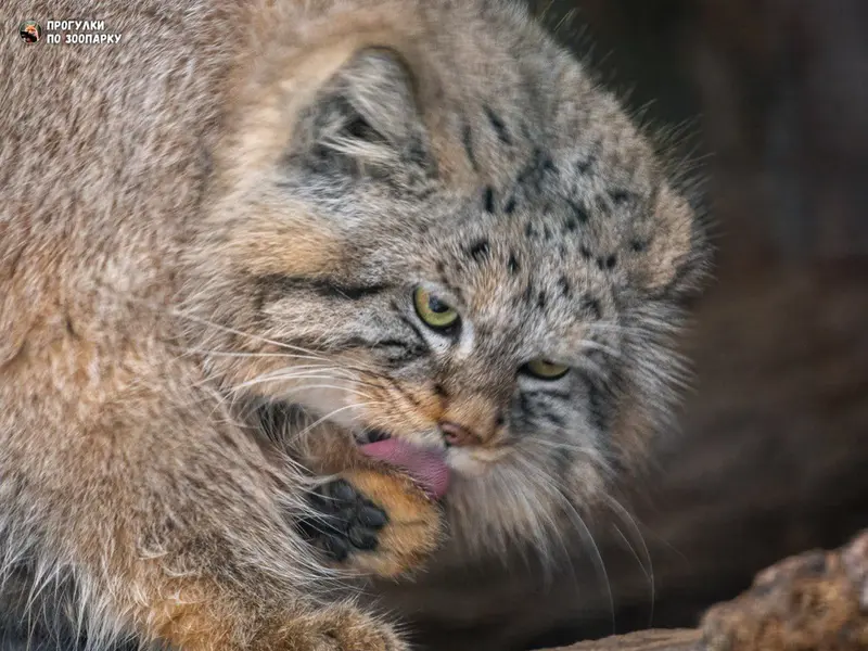 Фотография Шу в Ленинградском Зоопарке